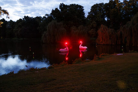 Lichtinstallation Schwäne auf der Oker beim Lichtparcours 2024