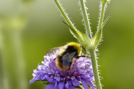 Hummel auf Blume