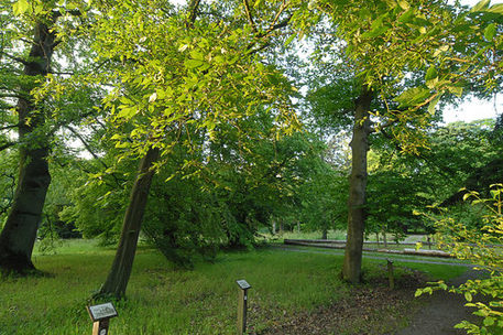Arboretum Riddagshausen