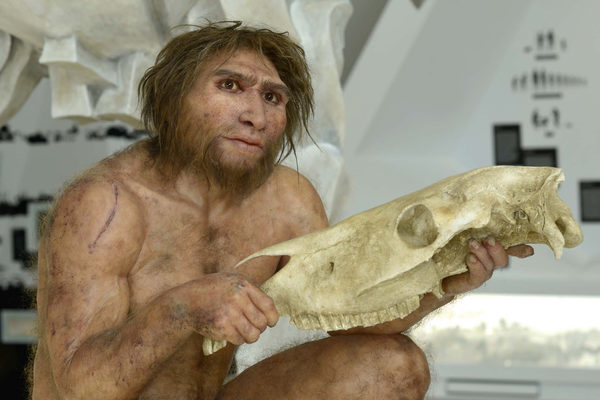 Lebensecht wirkende Rekonstruktion des Homo heidelbergensis von Schöningen (Zoom on click)