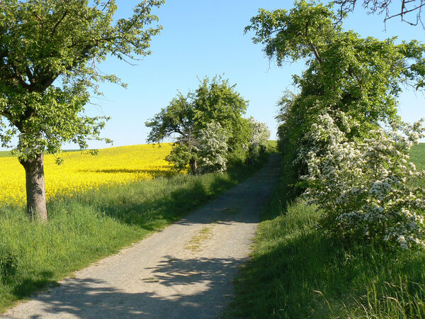 Frühling (Wird bei Klick vergrößert)