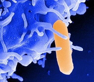 Bakterien basteln, Foto:HZI / Manfred Rohde (Wird bei Klick vergrößert)